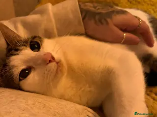 British Shorthair cats Mango - Advert 1