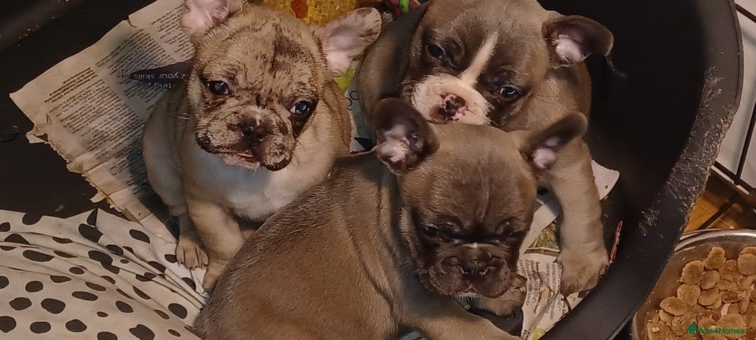 French Bulldog dogs for sale: Blue merle fawn genes - Image 2