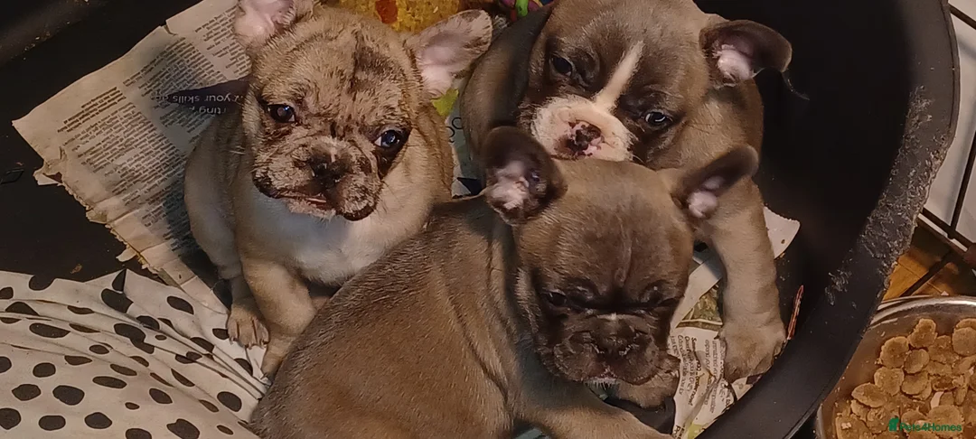 French Bulldog dogs for sale: Blue merle fawn genes - Advert 2