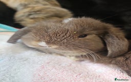 Mini Lion Lop rabbits for sale: Mini lop/lionhead  - Image 3