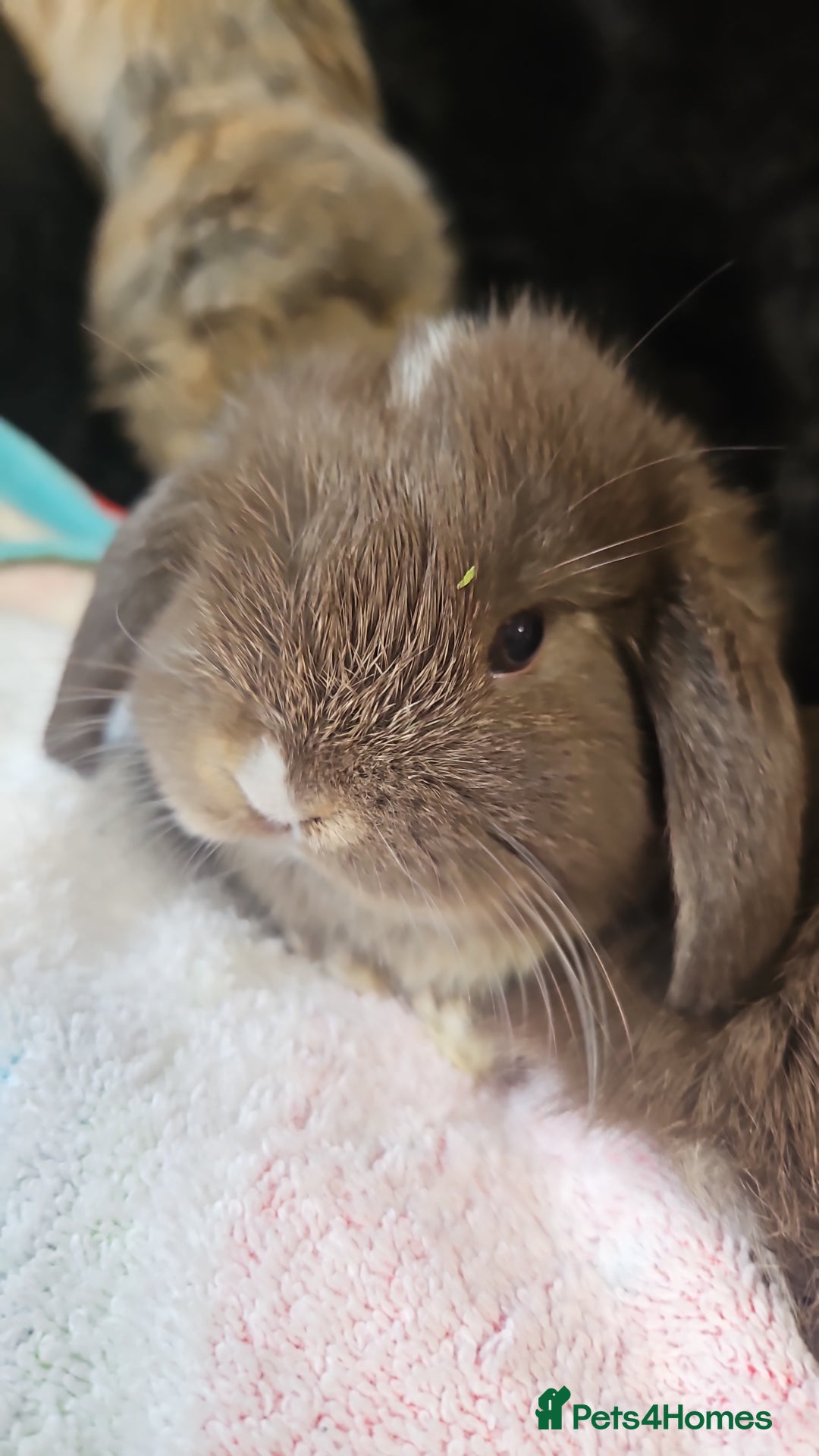 Mini Lion Lop rabbits for sale: Mini lop/lionhead  - Image 3