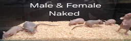 Rat rodents for sale: Baby Dumbo Rat's available, Males & Females  - Advert 24