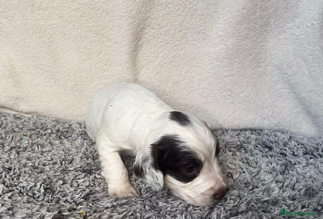 Cocker Spaniel dogs for sale: ✨Beautiful Cocker Spaniel Puppies✨ - Advert 21