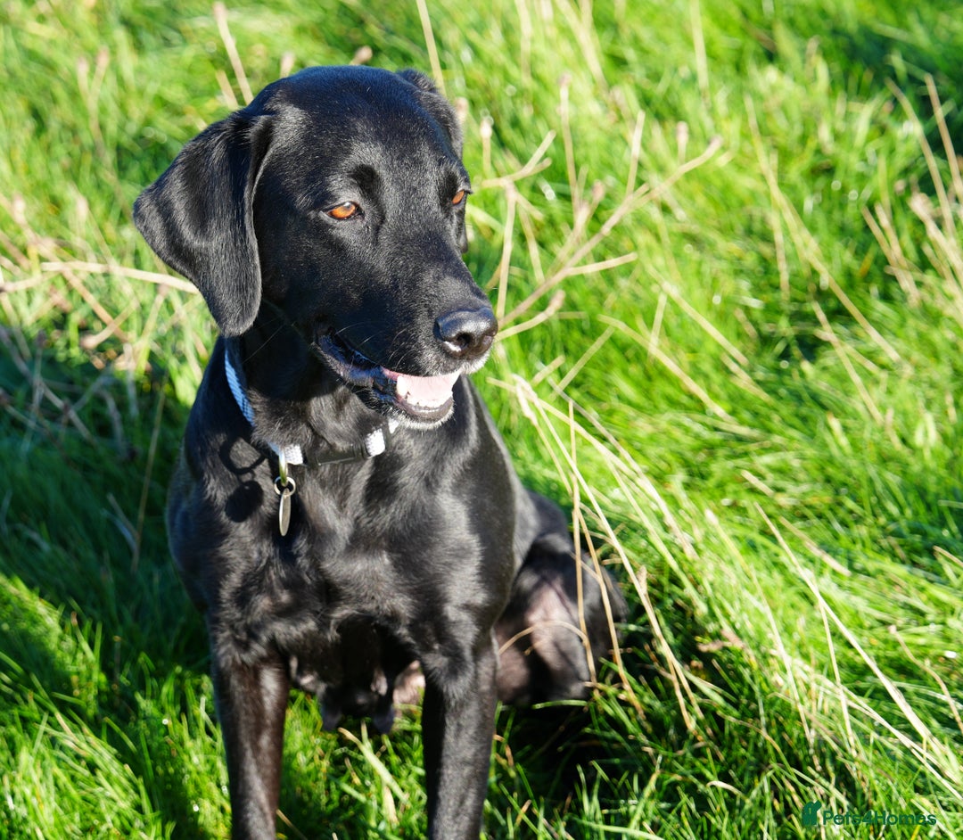 Labrador Retriever dogs for sale: Beautiful 7 year old female Labrador retriever  - Advert 1