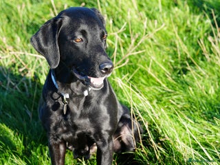 Labrador Retriever dogs Beautiful 7 year old female Labrador retriever - Advert 1