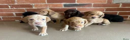 Cockerdor dogs for sale: Cockerdor puppies - Advert 6