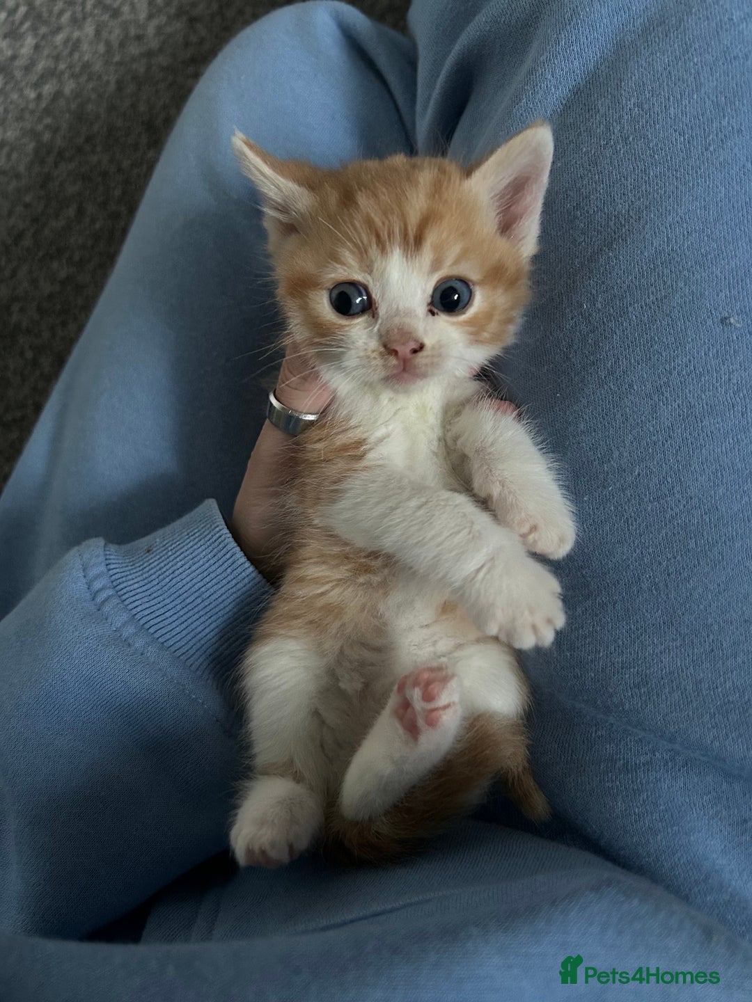 Ragdoll cats for sale: Ragdoll x Tabby Gorgeous Rare Coat Kittens - Advert 7