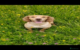 Cocker Spaniel dogs for stud: KC REGISTERED WORKING COCKER SPANIEL FOR STUD in Rhayader - Image 1