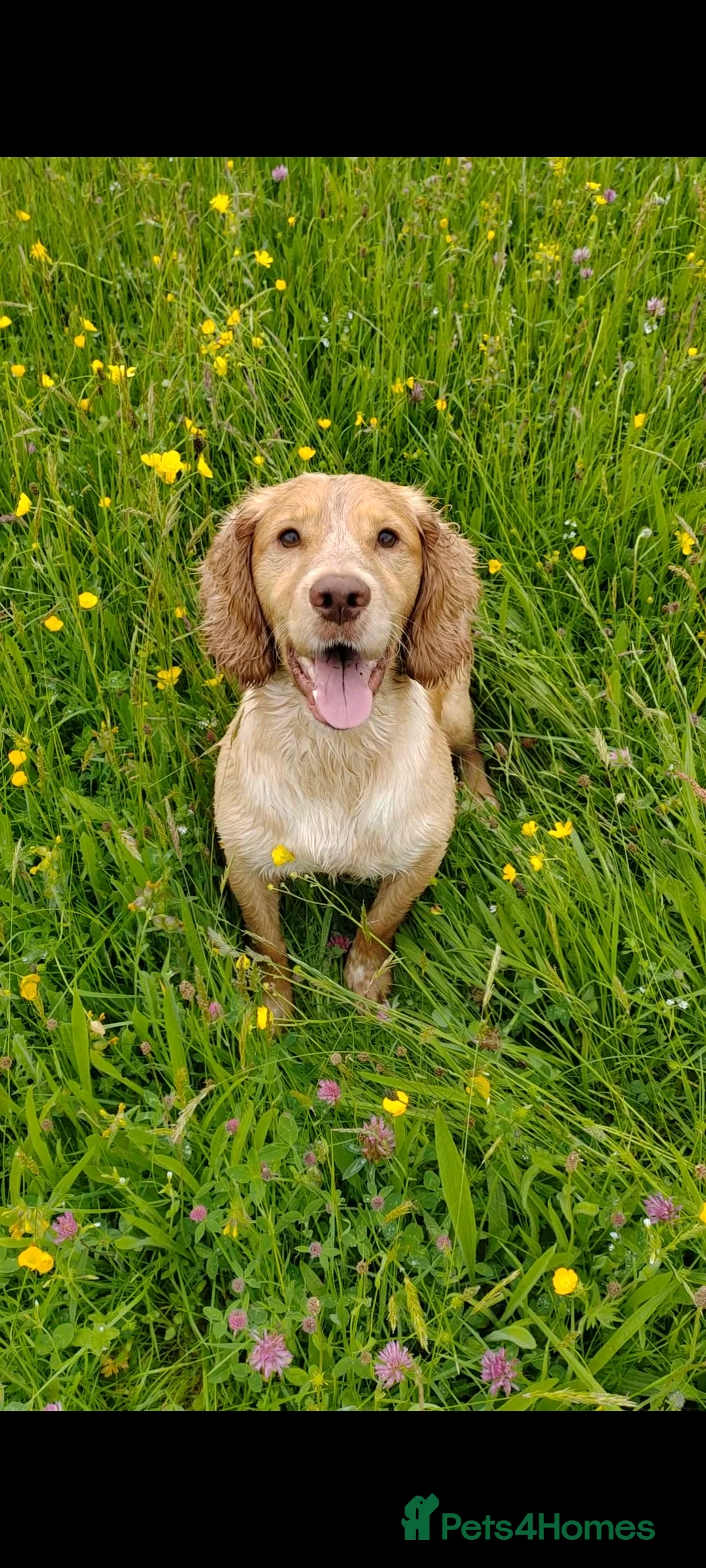 Cocker Spaniel dogs for stud: KC REGISTERED WORKING COCKER SPANIEL FOR STUD in Rhayader - Advert 1