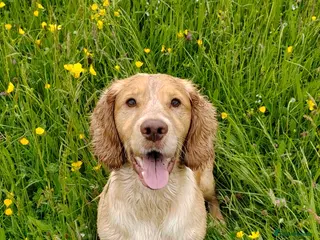 Cocker Spaniel dogs KC REGISTERED WORKING COCKER SPANIEL FOR STUD in Rhayader - Advert 5