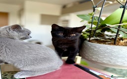 Scottish Fold cats for sale: Scottish fold and straight ear kittens in Harrow - Image 7