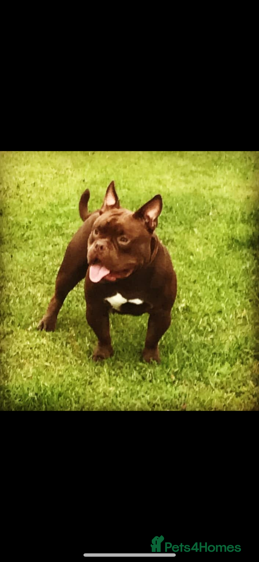 Mixed Breed dogs for sale: Pocket bully pup - Advert 6