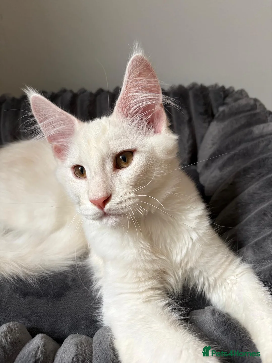 Maine Coon cats for sale: XL Maine Coon Kittens for Sale – TICA Reg - Advert 15