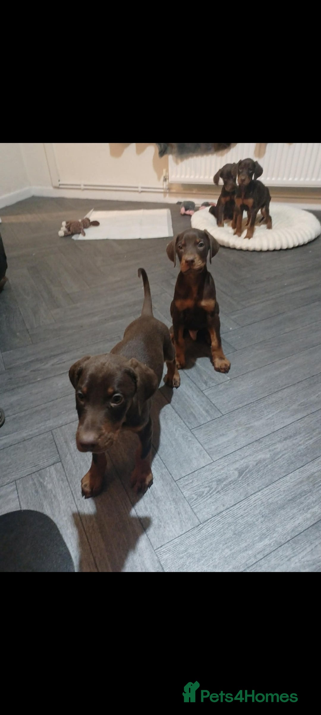 Dobermann dogs for sale: Beutifull doberman puppies  - Advert 3