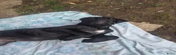 Cane Corso dogs for sale: CANE CORSO PUPPIES ready to leave/2 males - Advert 13