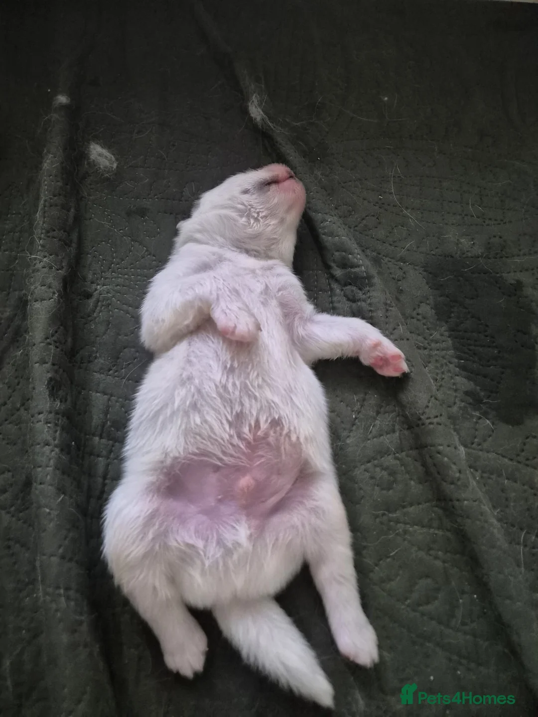 Samoyed dogs for sale: Fluffy Samoyed Puppies 🐾 - Advert 2
