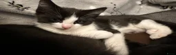Mixed Breed cats for sale: Adorable kittens needing loving forever homes 🐾 - Advert 6