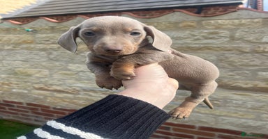 Miniature Dachshund dogs - Advert 13