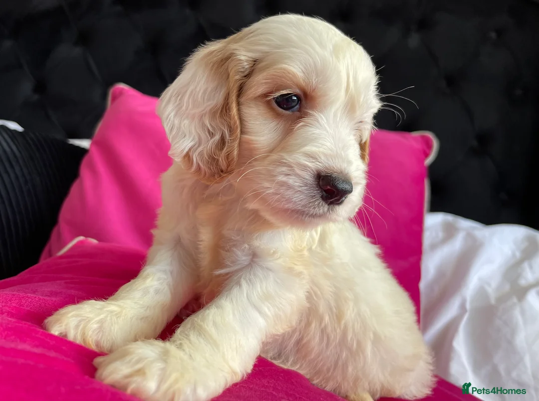 Cockapoo dogs for sale: Toy cockapoo puppy  - Advert 6