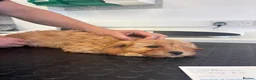 Cavapoo dogs for sale: 🐾Cavapoo health tested 🐶ready now 🐾 in Romford - Advert 27