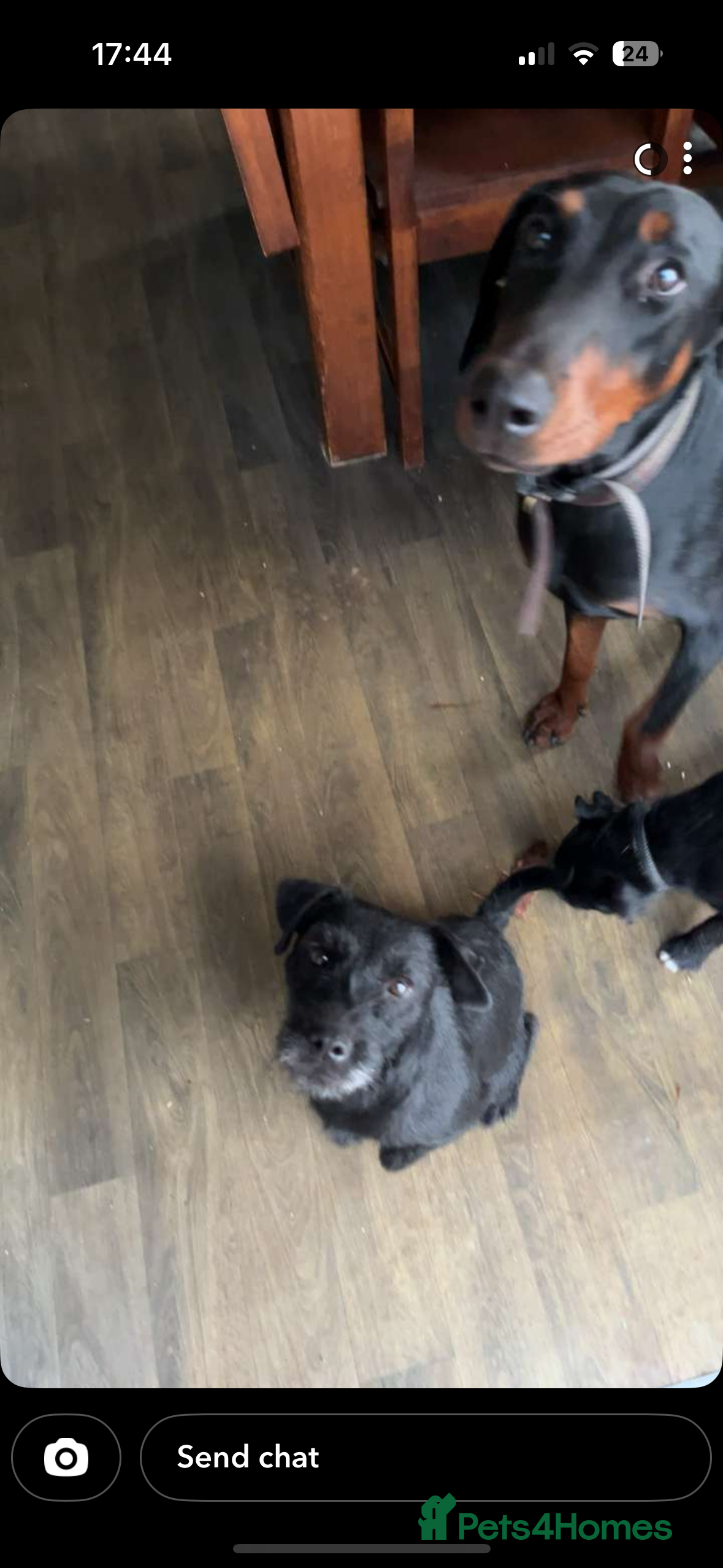 Patterdale Terrier dogs Female Patterdale pup  - Advert 6