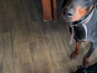 Patterdale Terrier dogs Female Patterdale pup - Advert 1