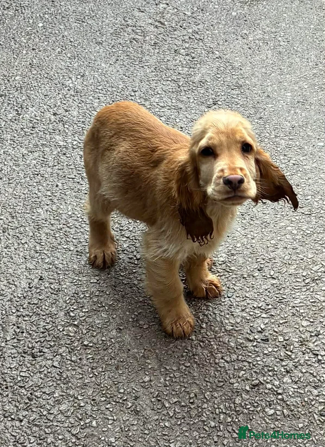 Cocker Spaniel dogs for sale: Cocker spaniel boy  - Advert 3
