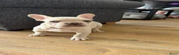 French Bulldog dogs for sale: KC reg, French Bulldog pup is looking for family  - Advert 21