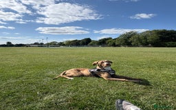 Mixed Breed dogs for sale: For sale  - Image 3