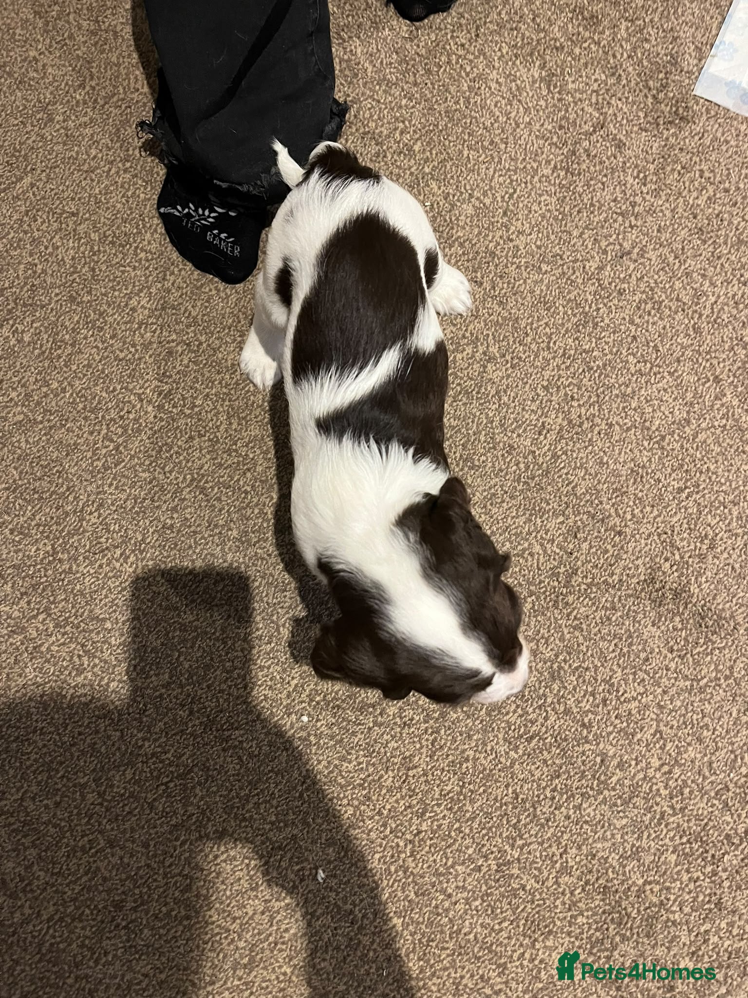 English Springer Spaniel dogs Gorgeous Family-Raised Springer Spaniel Puppies - Advert 2