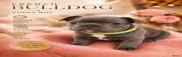 French Bulldog dogs for sale: French bulldogs  Last girl  - Advert 34