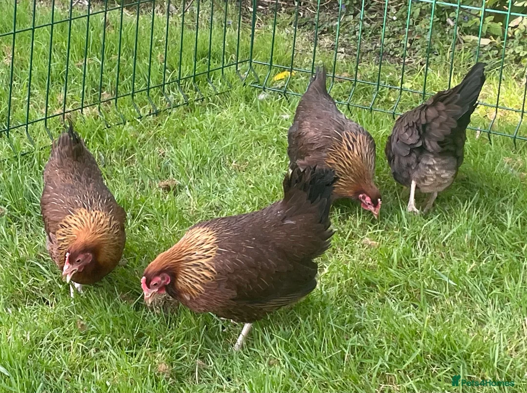Chickens poultry for sale: Welsummer bantam hens - Advert 4