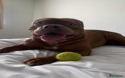 American Bully dogs for sale: Po the Pocket Bully in Buckingham - Image 2