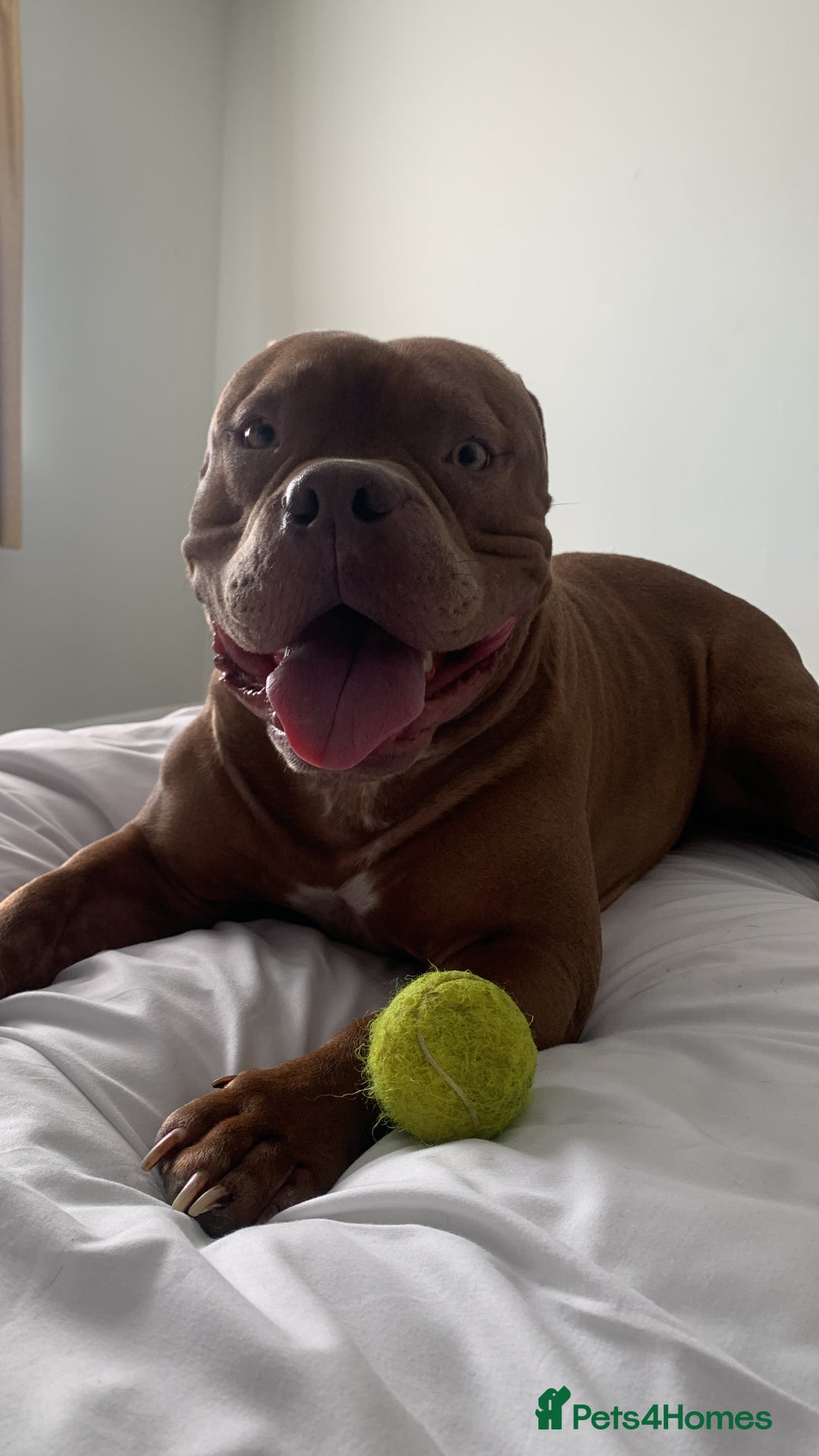 American Bully dogs for sale: Po the Pocket Bully in Buckingham - Image 2