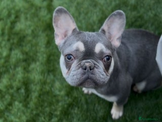 French Bulldog dogs FEMALE FRENCH BULLDOG - Advert 5