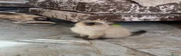Ragdoll cats for sale:  Gccf ragdoll’s  😍 UPDATED PICS - Advert 24