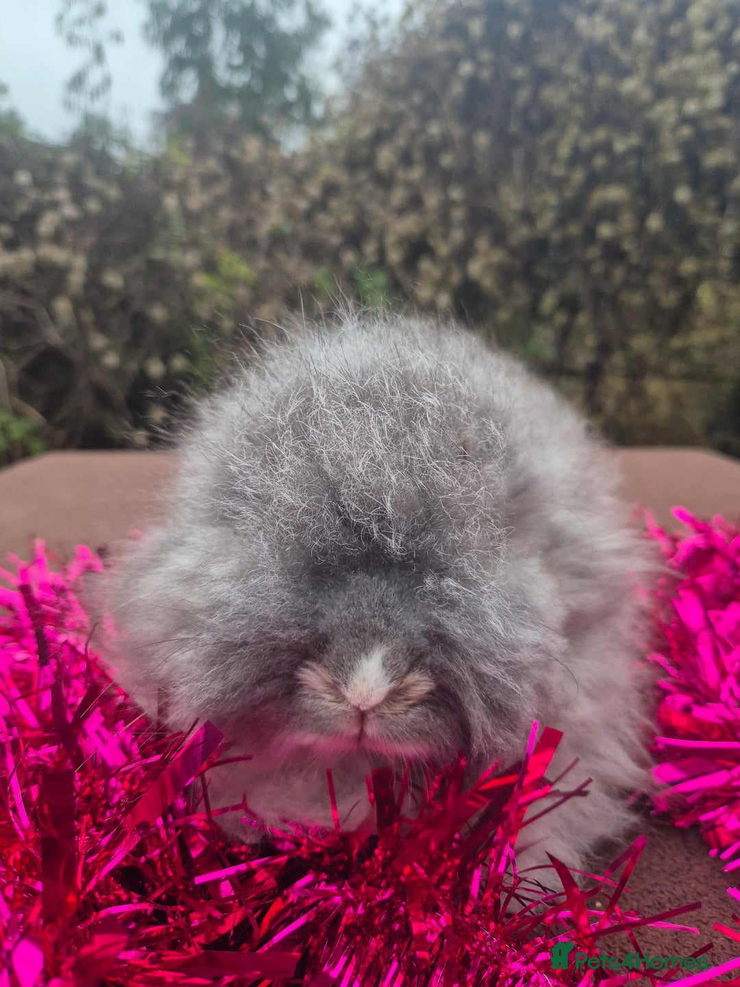 Angora rabbits for sale: 🧡 fulled faced imported parents 🇫🇷 bunnies 🧡 - Advert 9