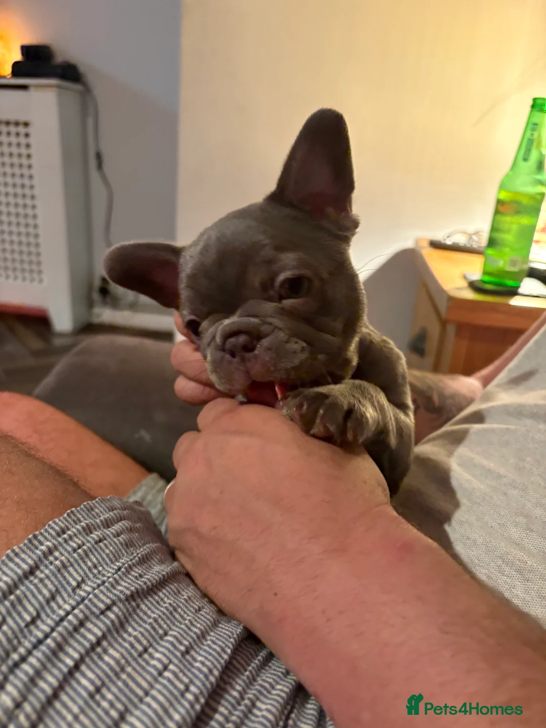 French Bulldog dogs for sale: READY LAST BLUE GIRL LEFT  - Advert 1