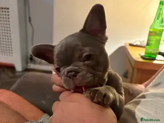 French Bulldog dogs READY TO LEAVE BLUE GIRL LEFT - Advert 6