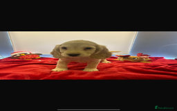 Cocker Spaniel dogs for sale: Beautiful cocker spaniels ❤️❤️ - Image 10