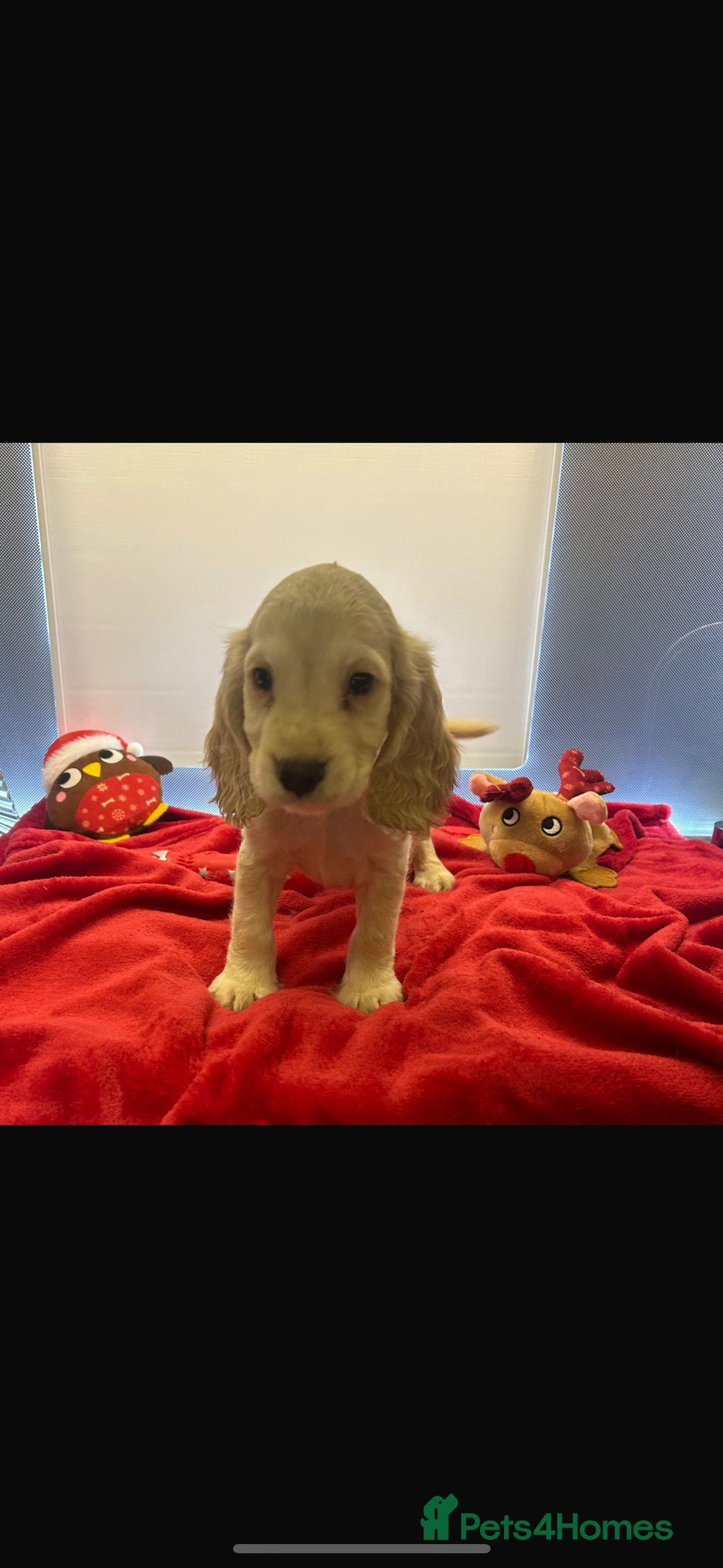 Cocker Spaniel dogs for sale: Beautiful cocker spaniels ❤️❤️ - Image 10