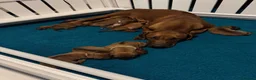 Rhodesian Ridgeback dogs for sale: Rhodesian Ridgeback litter - Advert 2