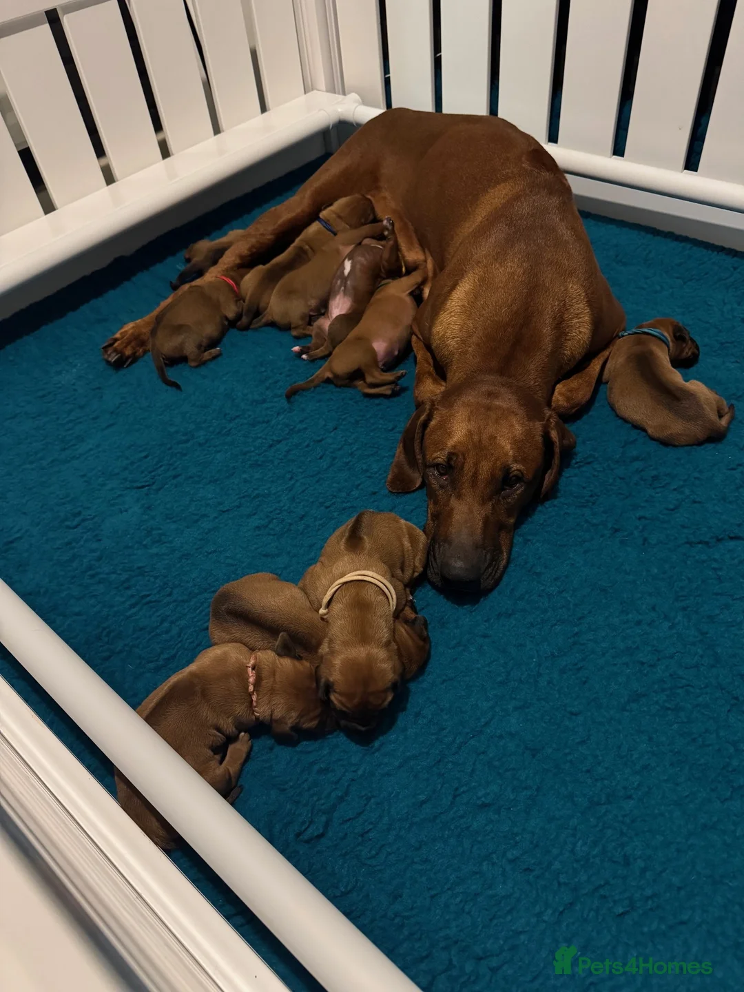 Rhodesian Ridgeback dogs for sale: Rhodesian Ridgeback litter - Advert 2