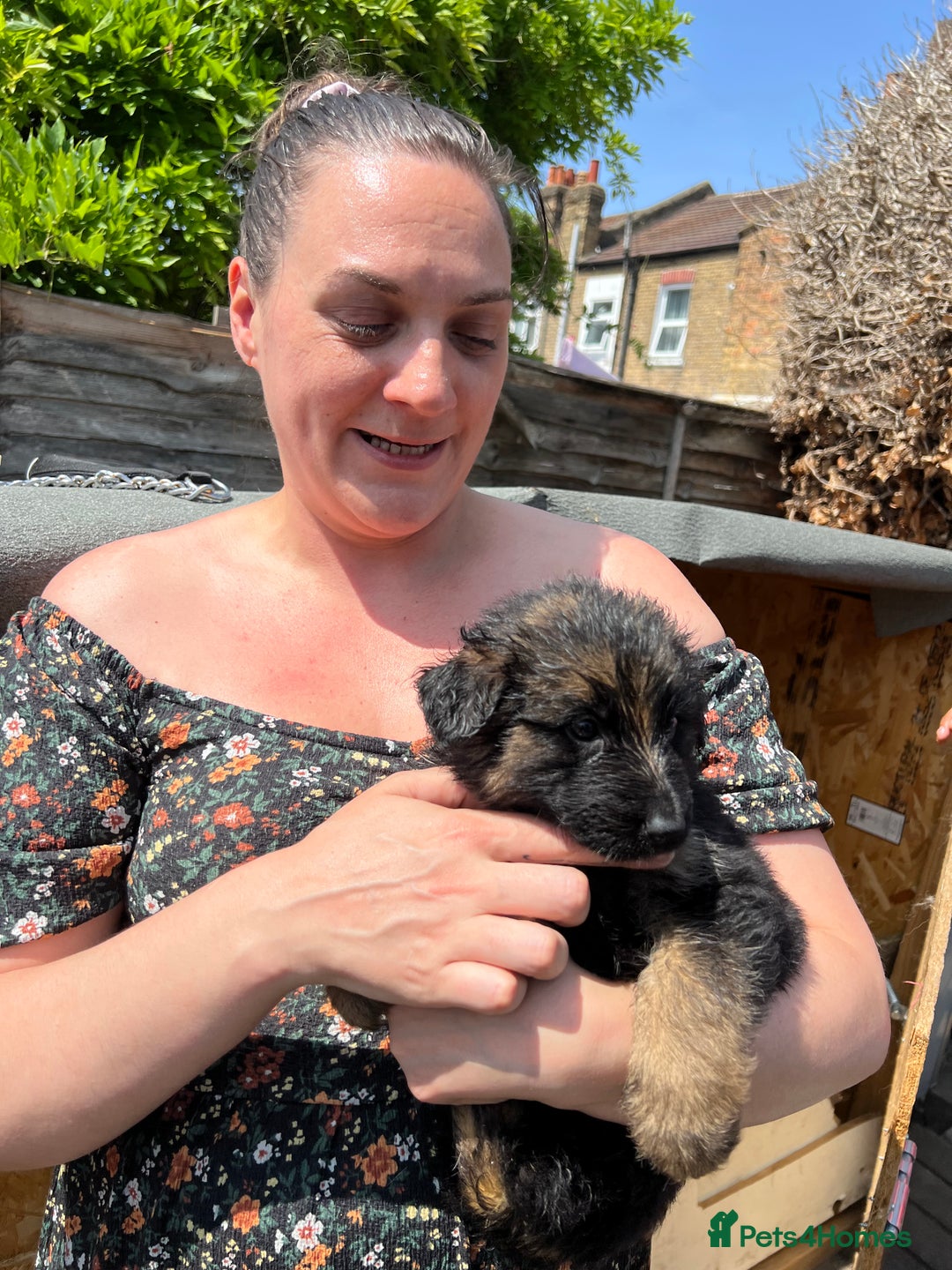 German Shepherd dogs for sale: German Shepherd puppies  - Advert 3