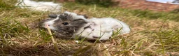Guinea Pig rodents for sale: Trio of Peruvian femaleguineapigs.Must go together - Advert 2