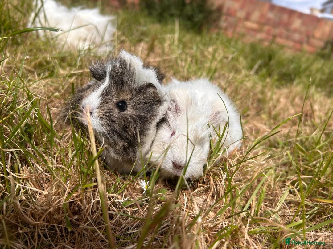 Guinea Pig rodents for sale: Trio of Peruvian femaleguineapigs.Must go together - Advert 2