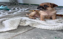 Pug dogs for sale: PUG PUPPYS READY TO GO !!!! - Advert 19