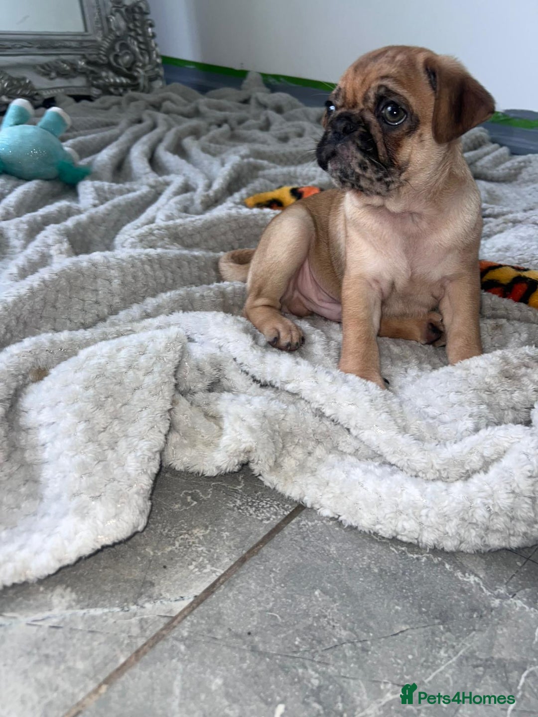 Pug dogs for sale: PUG PUPPYS READY TO GO !!!! - Advert 19