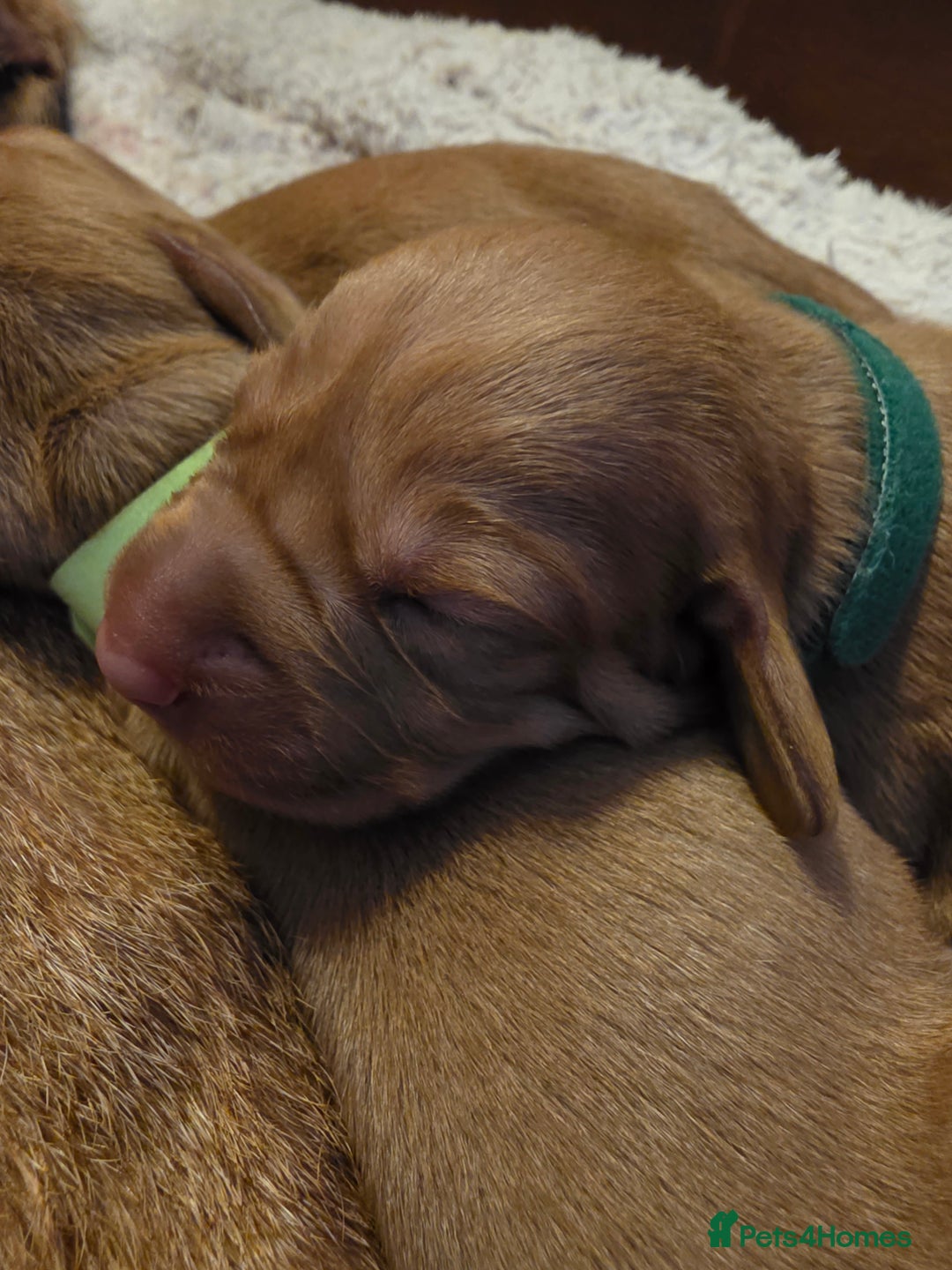 Mixed Breed dogs for sale: Hungarian vizsla cross cocker spaniel puppies - Advert 4