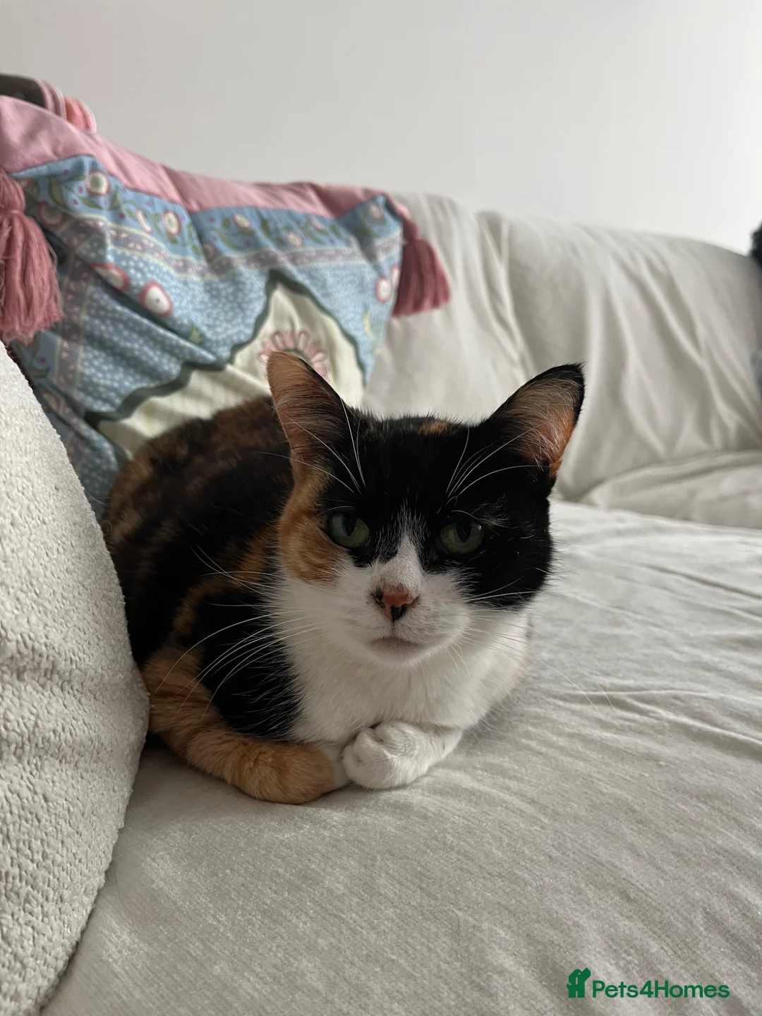 Domestic Shorthair cats for sale: Rehoming Poppy  - Advert 4